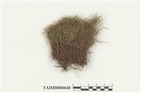 藏品(鞭蘚屬)的圖片